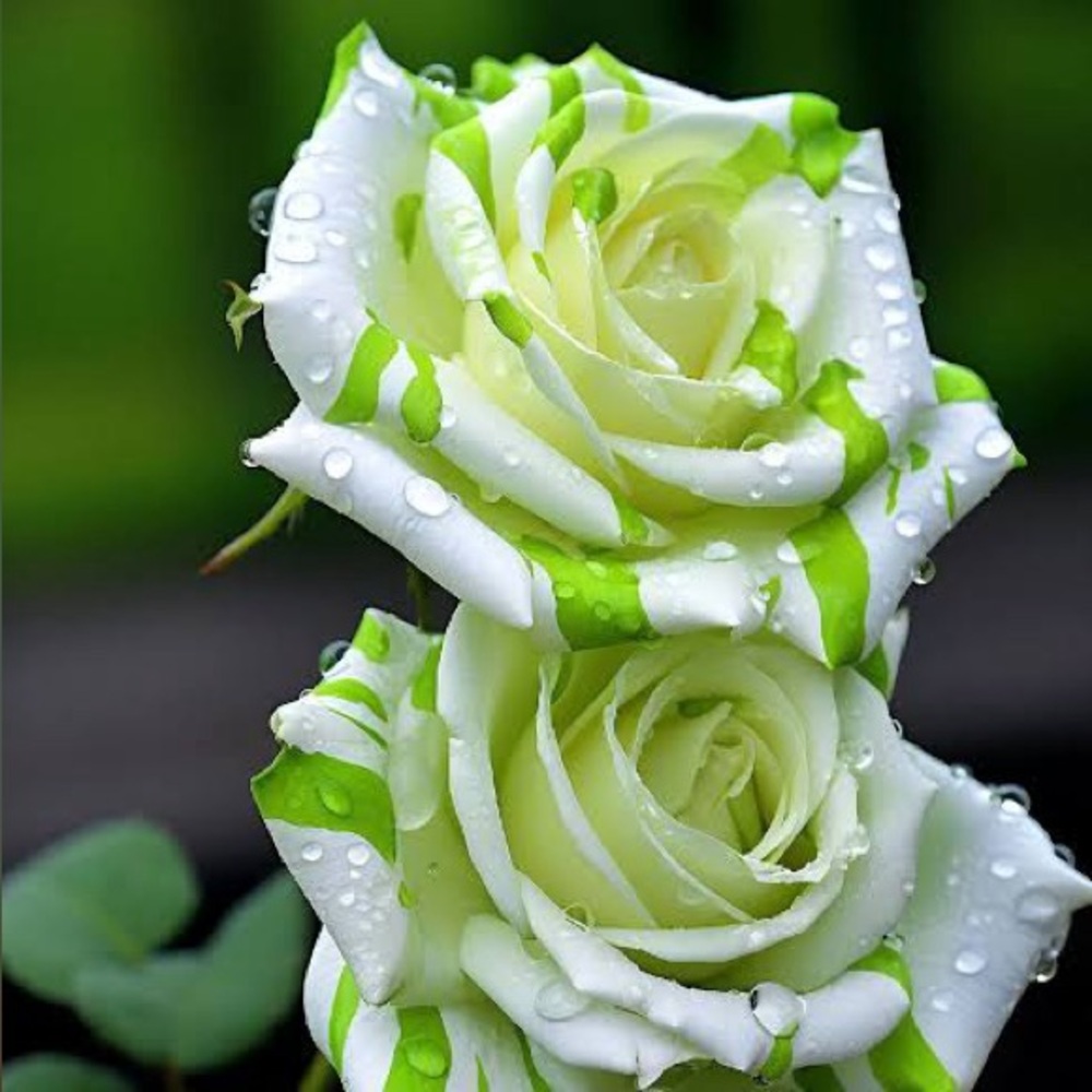 Meet your posher, Maggie